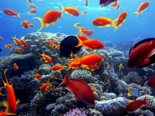 Red-sea (8)